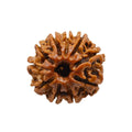 10 Mukhi Nepali Rudraksha - BhavAura