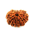 12 Mukhi Nepali Rudraksha - BhavAura