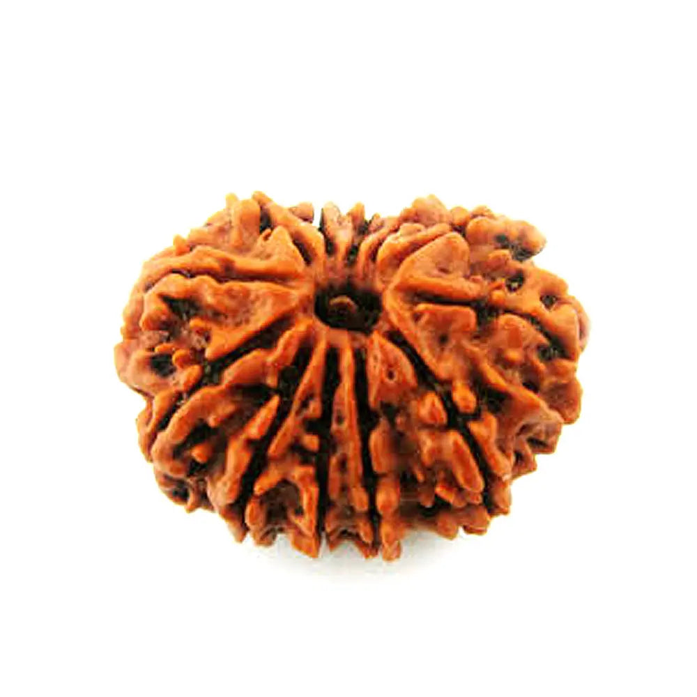12 Mukhi Nepali Rudraksha - BhavAura