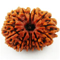 13 Mukhi Nepali Rudraksha - BhavAura