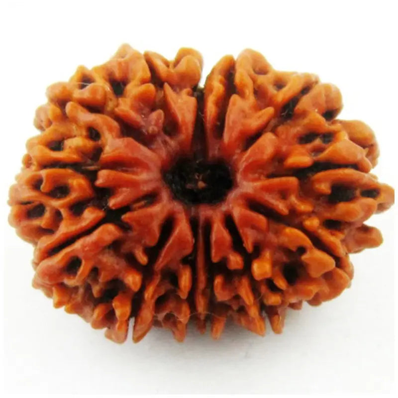 13 Mukhi Nepali Rudraksha - BhavAura
