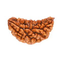 1 Mukhi Indian Rudraksha - BhavAura