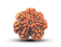 7 Mukhi Nepali Rudraksha - BhavAura