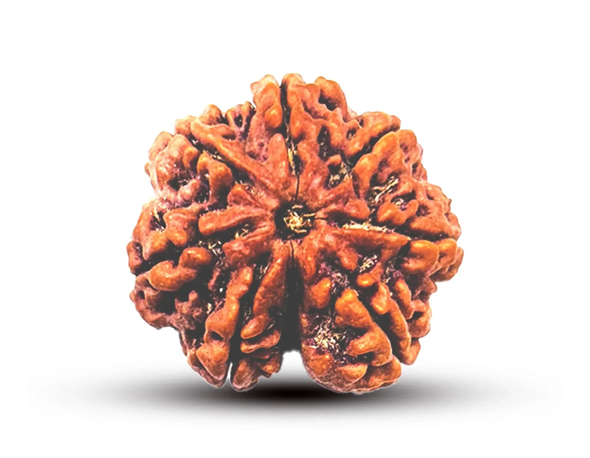 7 Mukhi Nepali Rudraksha - BhavAura
