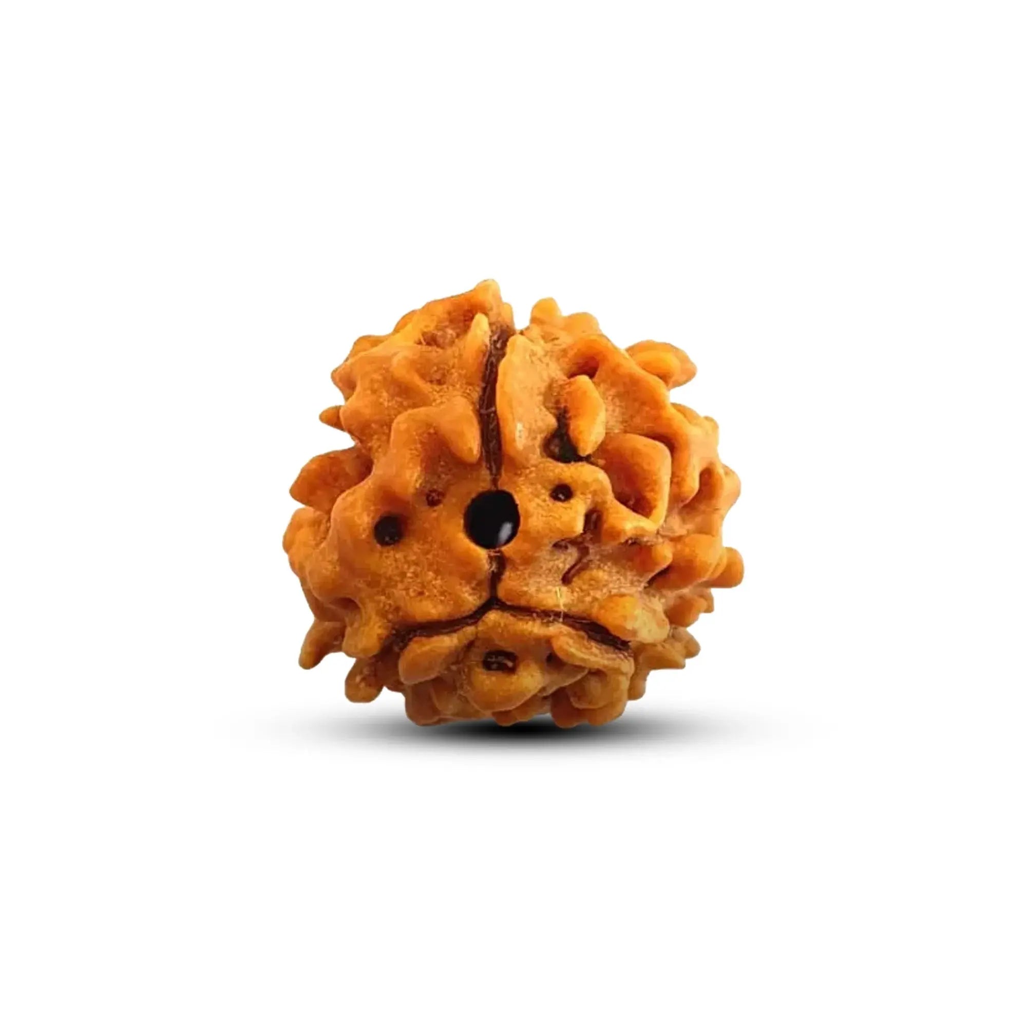 3 Mukhi Indian Rudraksha - BhavAura