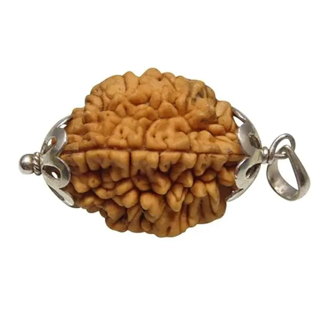 2 Mukhi Indian Rudraksha BhavAura