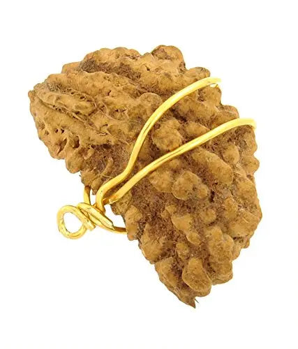 1 Mukhi Indian Rudraksha BhavAura