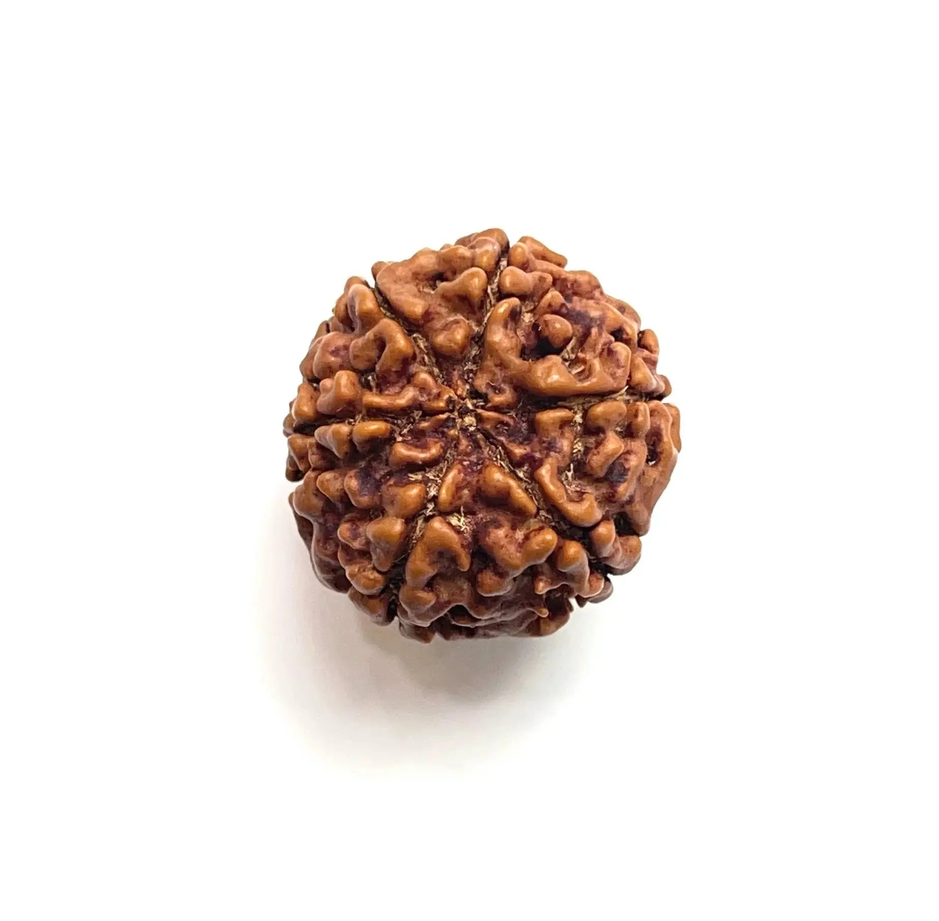 6 Mukhi Nepali Rudraksha - BhavAura