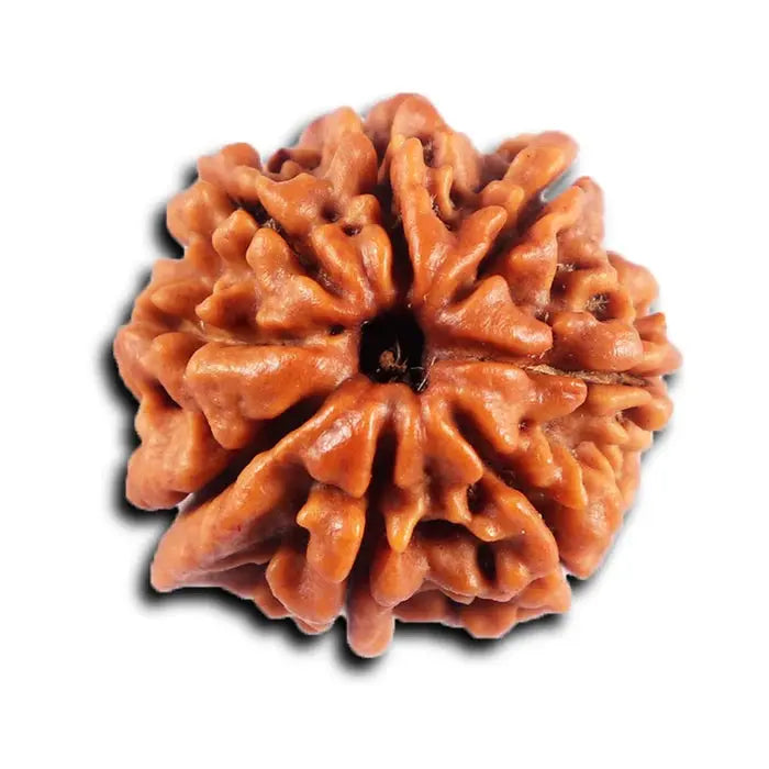 8 Mukhi Nepali Rudraksha - BhavAura