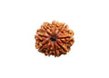 9 Mukhi Nepali Rudraksha - BhavAura
