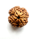4 Mukhi Nepali Rudraksha - BhavAura