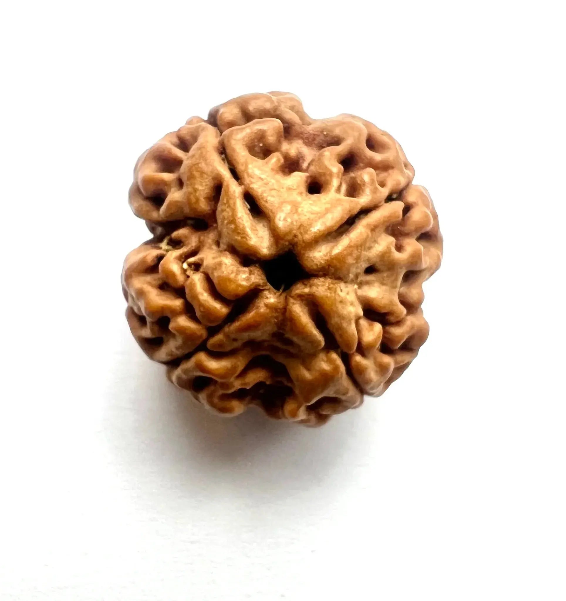 4 Mukhi Nepali Rudraksha - BhavAura