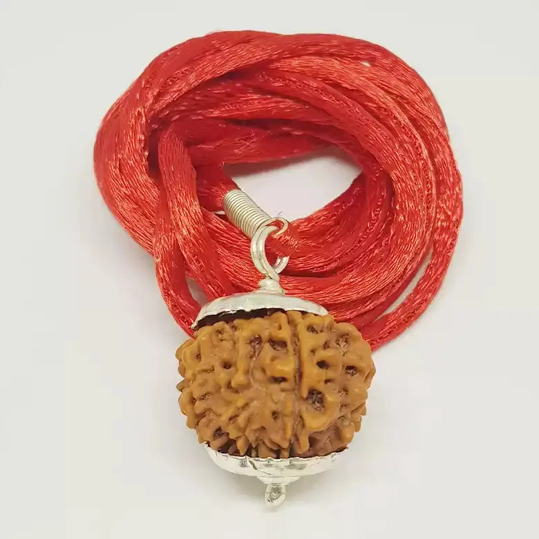 11 Mukhi Nepali Rudraksha BhavAura