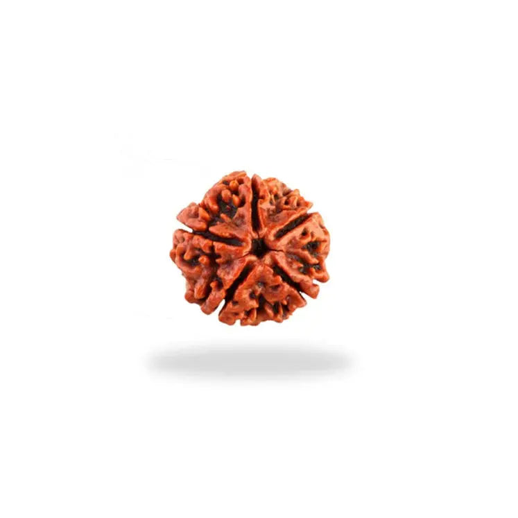 5 Mukhi Nepali Rudraksha - BhavAura