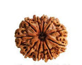 11 Mukhi Nepali Rudraksha - BhavAura