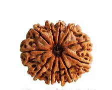 11 Mukhi Nepali Rudraksha - BhavAura