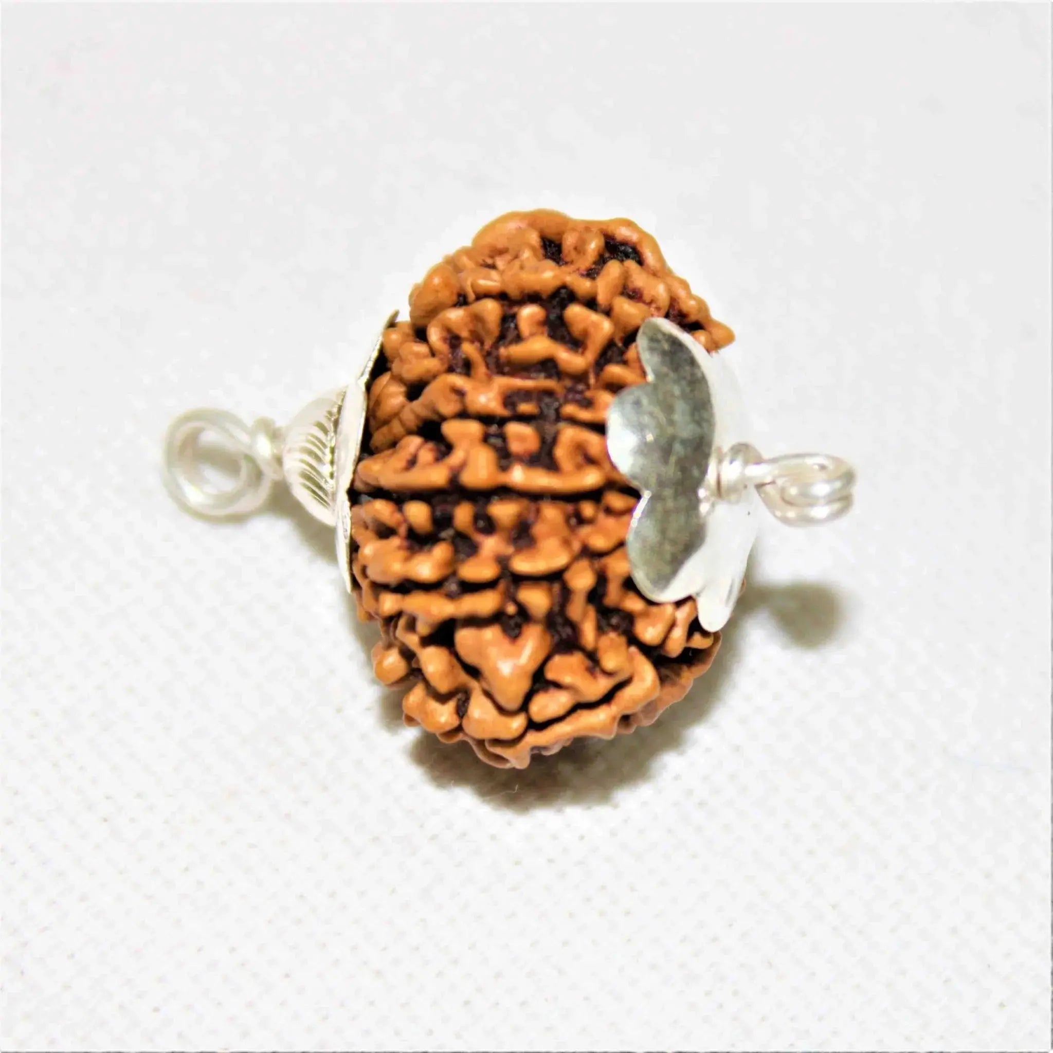 12 Mukhi Nepali Rudraksha BhavAura