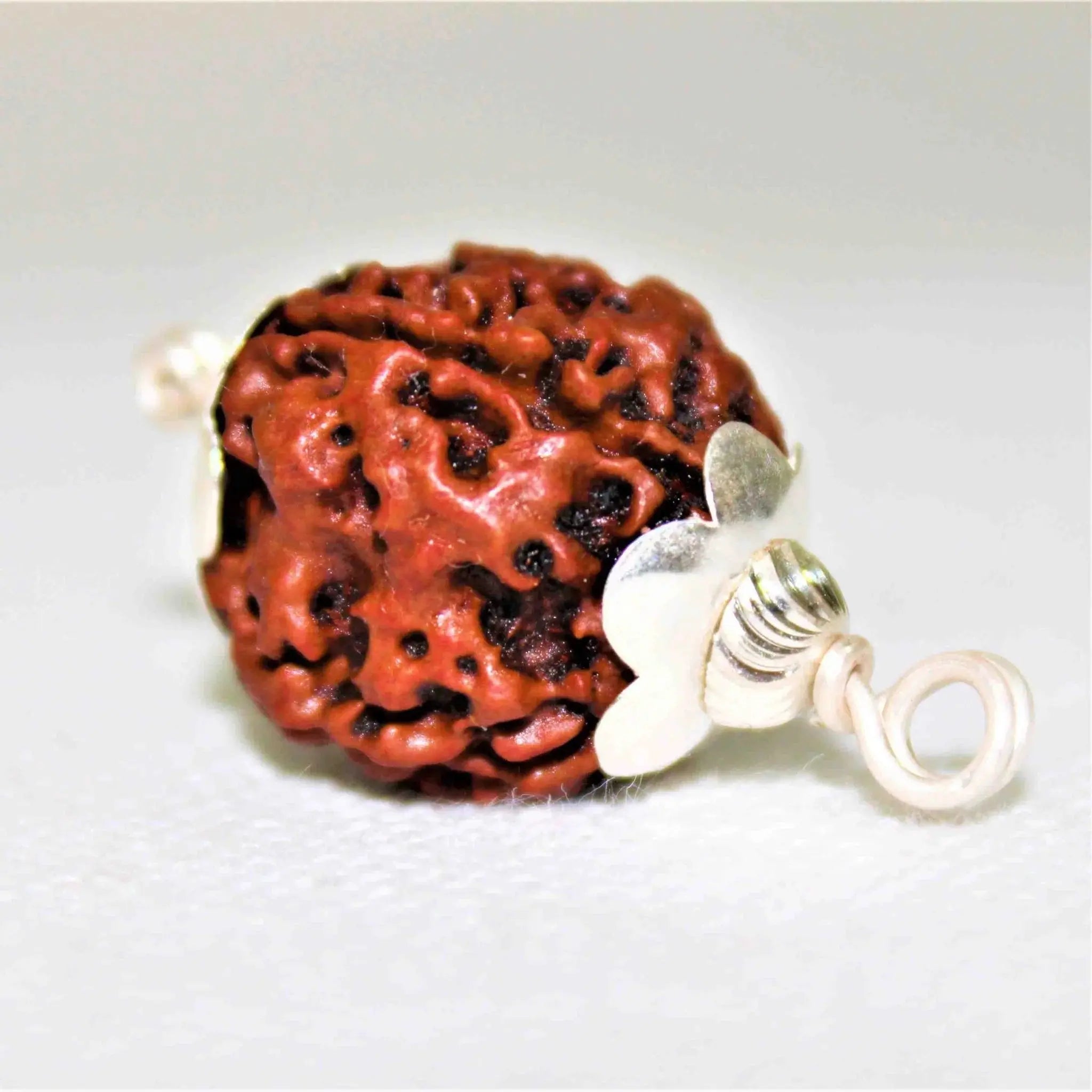 4 Mukhi Nepali Rudraksha BhavAura