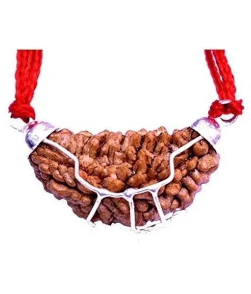 1 Mukhi Indian Rudraksha BhavAura